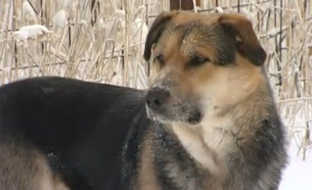 Un câine speriat de petardele de la revelion a rămas blocat între pereţii unui bloc