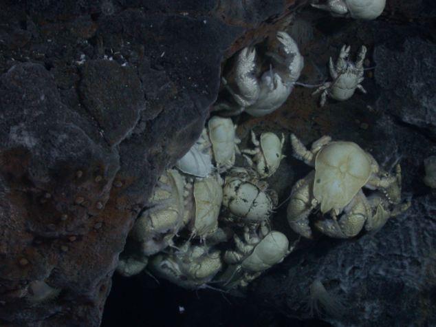 Miracolul din adâncuri care i-a uluit pe cercetători. Vezi imagini cu LUMEA PIERDUTĂ, aflată la 2.400 m adâncime 124265