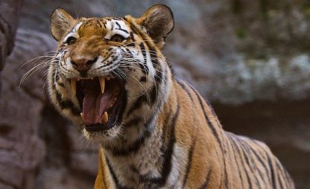 Îngrijitorul vinovat de scăparea tigrului de la Grădina Zoologică din Sibiu, concediat şi pus la plată