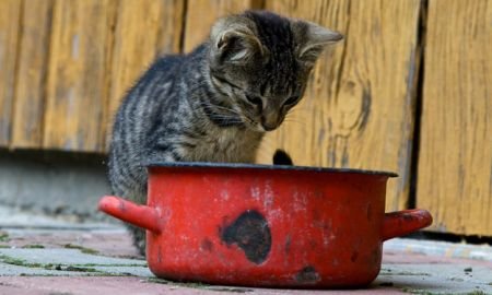 Un miliardar a murit după ce a mâncat tocană otrăvită din carne de pisică