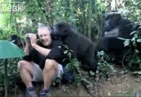Întâlnire fenomenală: Un grup de gorile trece printr-un habitat uman. Un bărbat este acceptat între ele