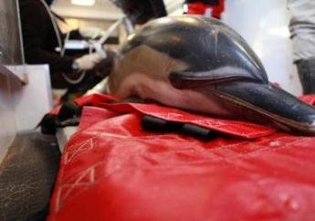 Cel puţin 20 de delfini au fost găsiţi morţi pe plajele de la Cape Cod