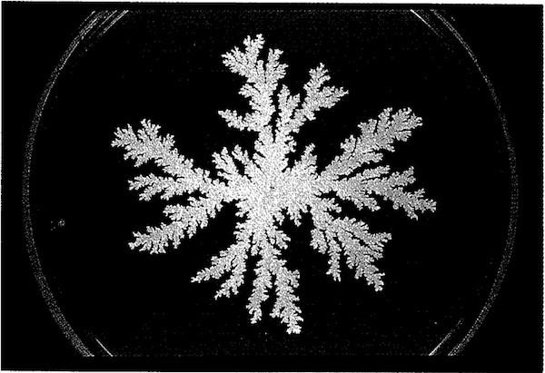 Nu vei ghici ce reprezintă această fotografie. Modelul, dorit de designerii de modă 126526