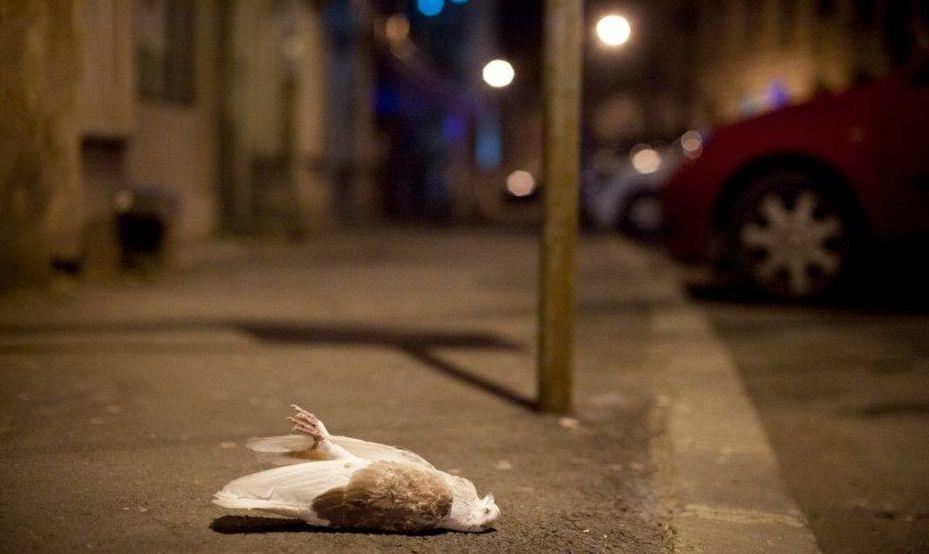 România, unită de proteste. Violenţele din Bucureşti, din perspectiva unui fotograf. „Dă-i, mă, şi lu` ăsta!” 126544