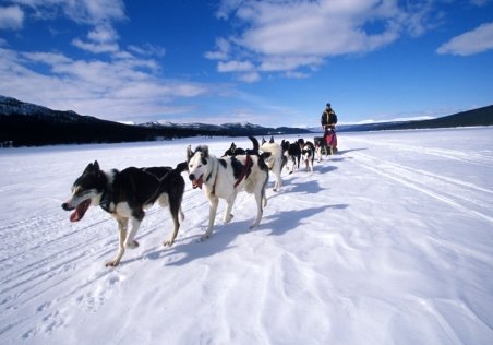 Harghita: Concurs de atelaje canine pe gheaţa de pe Lacul Roşu