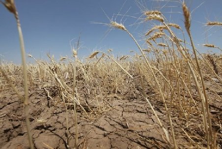 România: Fermierii vor scumpi produsele cu până la 20 la sută din cauza secetei