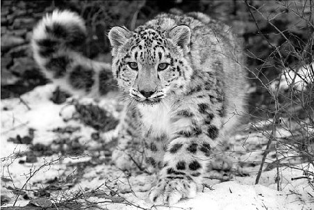 Leopardul de zăpadă ar putea fi salvat de la dispariţie cu ajutorul criogeniei