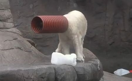 Faceţi cunoştinţă cu Milak, ursul polar care adoră să vă facă să râdeţi