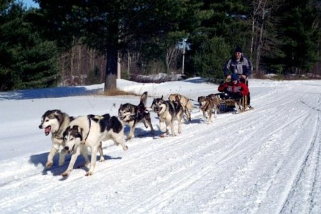 Câinii Husky au făcut spectacol în zăpadă, la concursul din Băile Tuşnad 