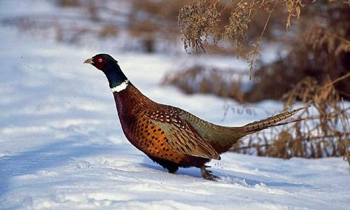 Sezonul de vânătoare este în plină desfăşurare în România