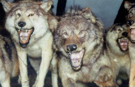 Oraş din Rusia, terorizat de o haită de lupi. Animalele au fugit în pădure după ce poliţiştii au deschis focul