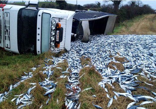 Înmulţirea peştilor pe un drum naţional. &quot;Minunea biblică&quot; ce a lăsat sute de oameni cu gura căscată 128971