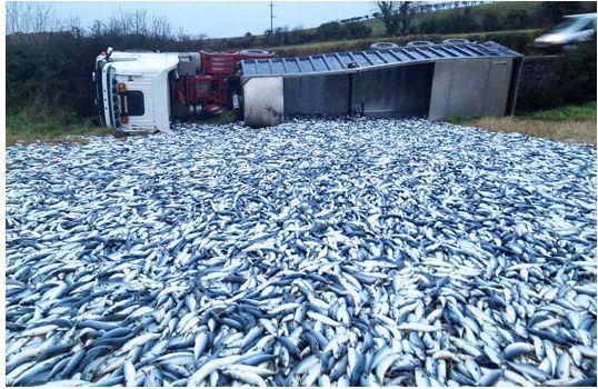 Înmulţirea peştilor pe un drum naţional. &quot;Minunea biblică&quot; ce a lăsat sute de oameni cu gura căscată 128972