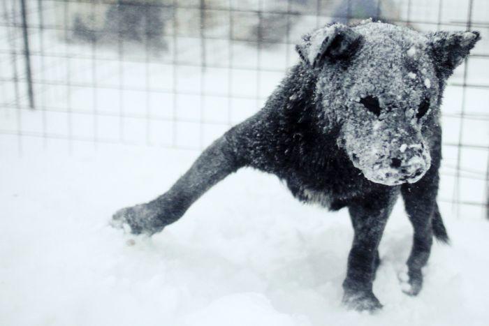 SE ÎNTORC NINSORILE! După ce a DEGERAT  la -31 de grade, România este invadată din nou de ZĂPADĂ. Vezi câte victime a făcut gerul 128985