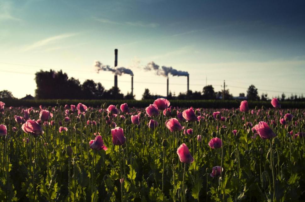 Doi români, nominalizaţi la Premiile Mondiale Sony pentru Fotografie 2012 129413