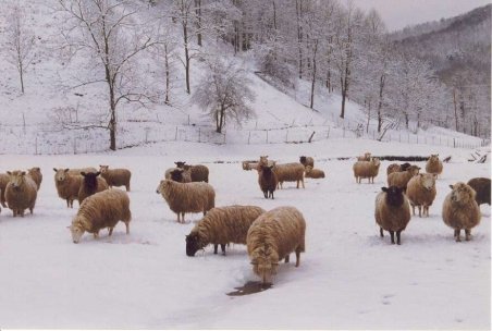 Iaşi: Ciobanii din satul Cozia nu s-au lăsat învinşi de iarnă 