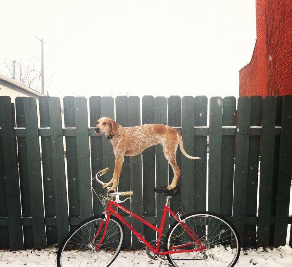 O aventură alături de cel mai bun prieten. Căţelul care se &quot;caţără&quot; pe SUA 132061