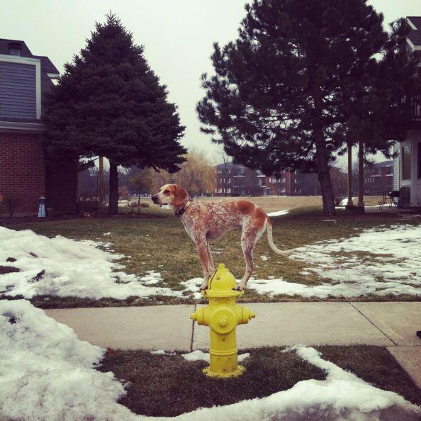 O aventură alături de cel mai bun prieten. Căţelul care se &quot;caţără&quot; pe SUA 132062