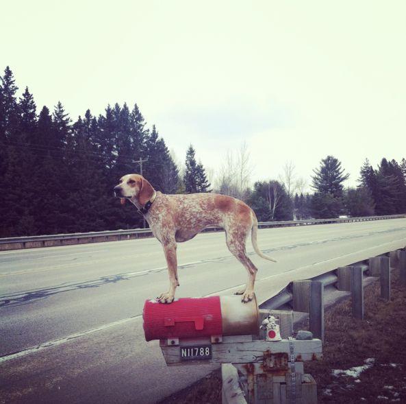 O aventură alături de cel mai bun prieten. Căţelul care se &quot;caţără&quot; pe SUA 132063