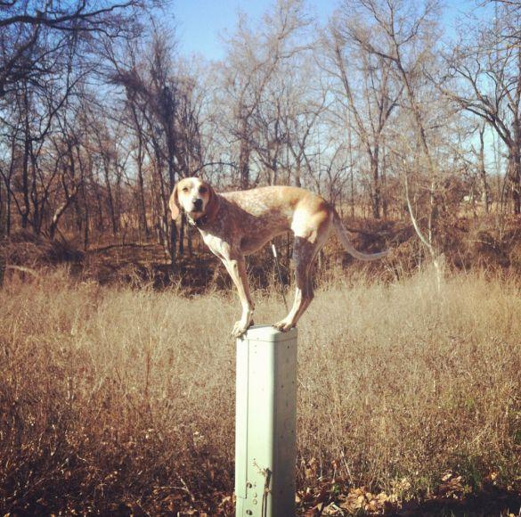 O aventură alături de cel mai bun prieten. Căţelul care se &quot;caţără&quot; pe SUA 132064