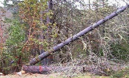 Un vâlcean a doborât 5 stâlpi de electricitate pe DN65 C după ce a tăiat un copac. Segmentul de drum este închis