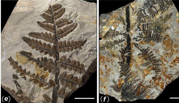 Imagini incredibile. Secretul pe care cea mai puternică ţară din lume l-a ţinut ascuns 300 de milioane de ani 132826