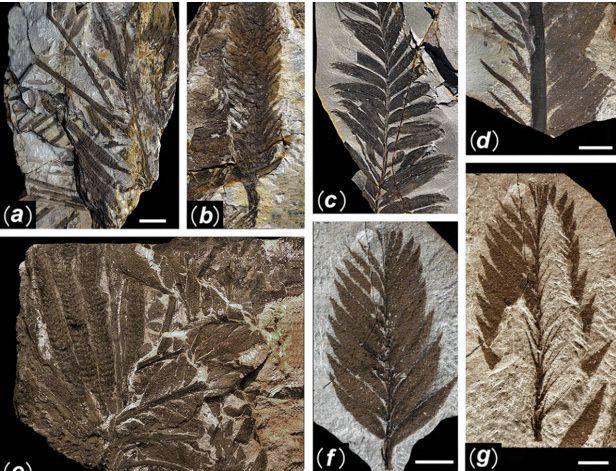 Imagini incredibile. Secretul pe care cea mai puternică ţară din lume l-a ţinut ascuns 300 de milioane de ani 132827