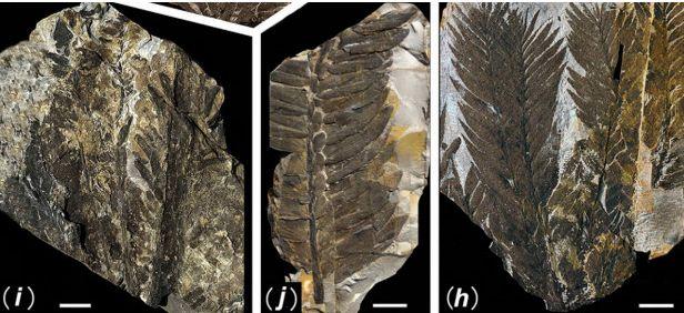 Imagini incredibile. Secretul pe care cea mai puternică ţară din lume l-a ţinut ascuns 300 de milioane de ani 132828