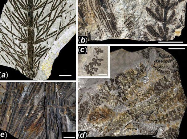 Imagini incredibile. Secretul pe care cea mai puternică ţară din lume l-a ţinut ascuns 300 de milioane de ani 132830