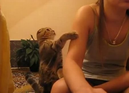 Înduioşător! O pisică cere atenţie stăpânei sale