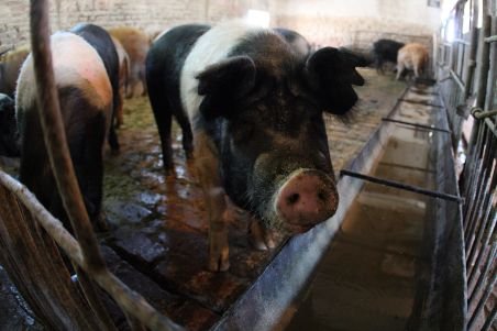 Viaţă de porc românesc: Va fi crescut într-un mediu liniştit, sub o anumită lumină, fără să stea în curent