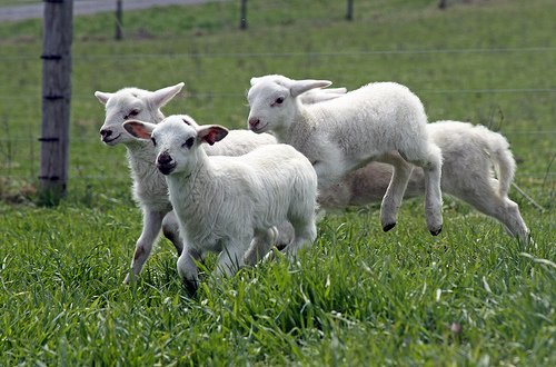 Ciobanii îşi fac socotelile pentru Paşte. Mieii, mai mici şi mai scumpi 