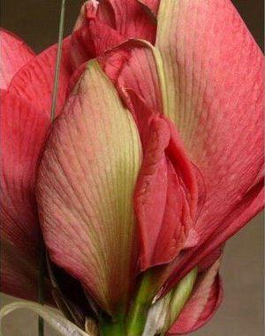 Întreaga lume a văzut ce CADOU a primit acest bărbat de ziua lui. Toţi amicii au vrut să îl atingă 133843