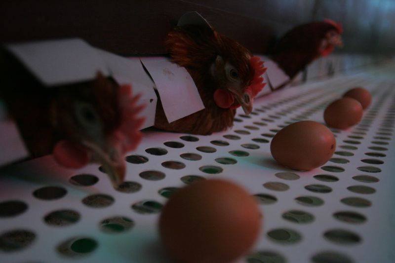 &quot;Găina este un organism viu care produce în continuare&quot;. Judecata de valoare făcută de Ministrul Agriculturii care va scădea preţul ouălor