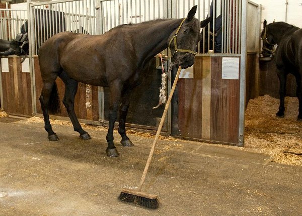 Un cal cu fixaţii de igienă sau foarte bine dresat - dă cu mătura în grajd