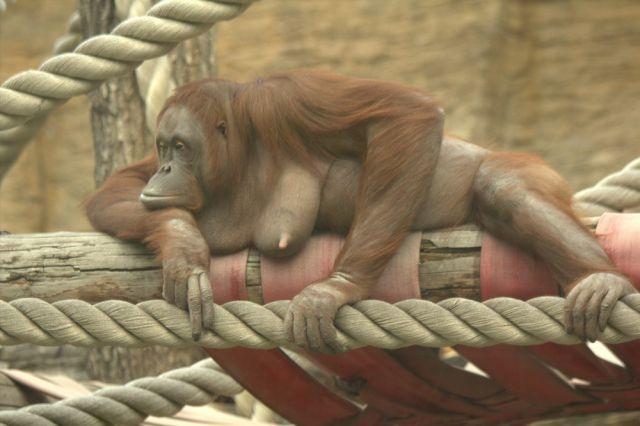 Pentru domnii care apreciază un bust generos. Imaginea le va face invidioase chiar şi pe cele mai dotate femei 135057