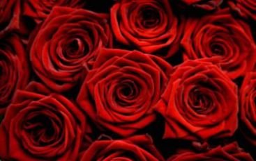 1 MILION de trandafiri pentru a-şi împăca soţia de 8 Martie!