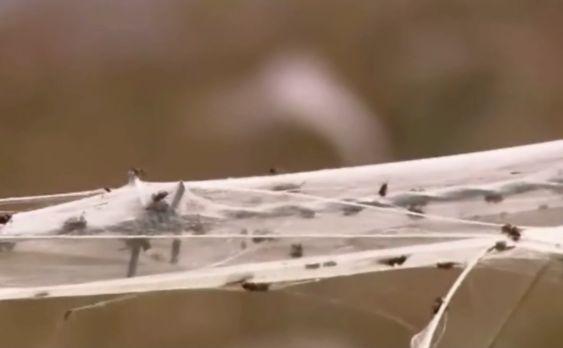 Apocalipsa arahnidelor. Un oraş întreg din Australia, acoperit de pânze de păianjen 135356