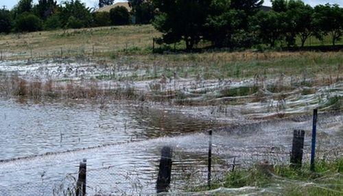Apocalipsa arahnidelor. Un oraş întreg din Australia, acoperit de pânze de păianjen 135357