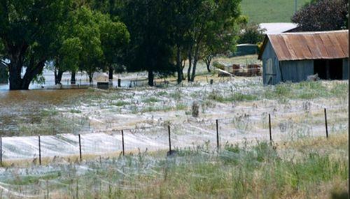 Apocalipsa arahnidelor. Un oraş întreg din Australia, acoperit de pânze de păianjen 135358