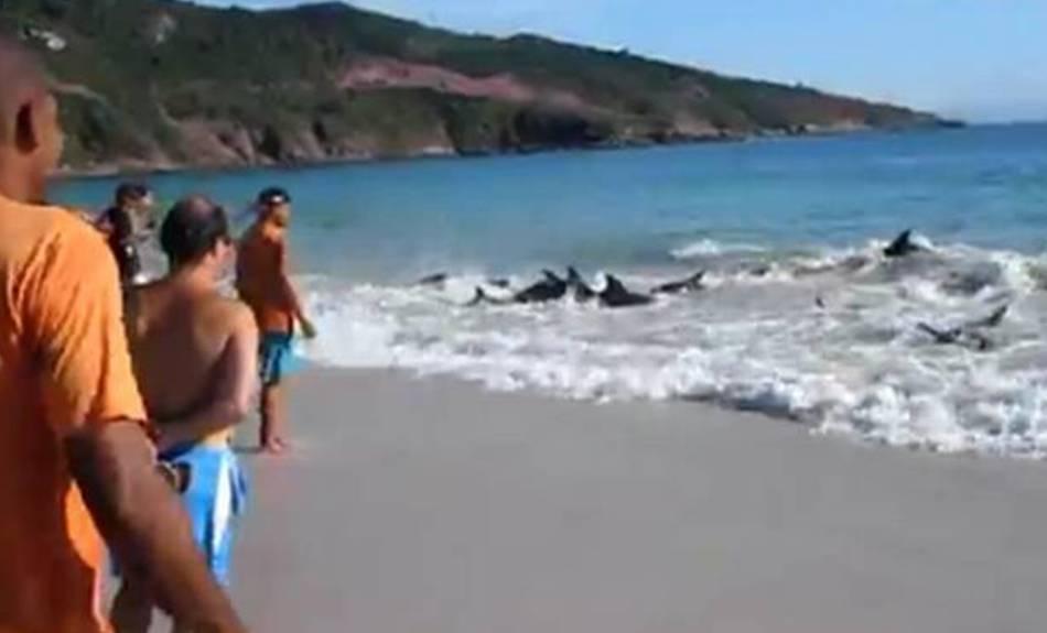 Salvarea dramatică a 30 de delfini eşuaţi pe plajă