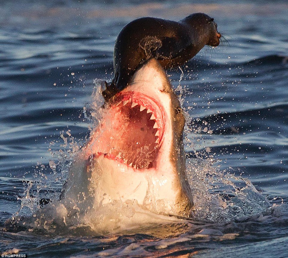 Cocoţat pe fălcile morţii: Momentul în care un pui de focă scapă de atacul unui rechin
