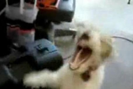 Deloc drăgălaş - un câine care ascultă black metal