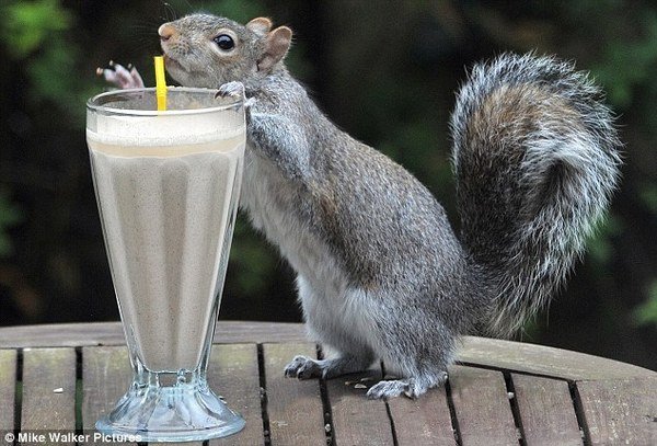 Un shake de fructe, un pai şi o veveriţă. Rezultatul îţi va face ziua mai bună