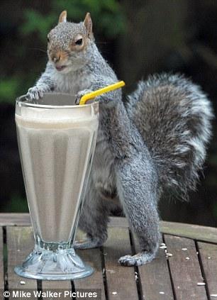 Un shake de fructe, un pai şi o veveriţă. Rezultatul îţi va face ziua mai bună 135922