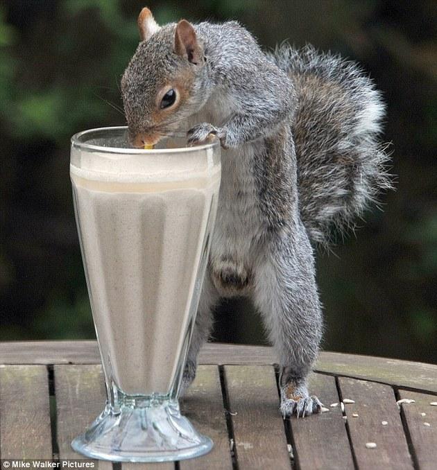 Un shake de fructe, un pai şi o veveriţă. Rezultatul îţi va face ziua mai bună 135926