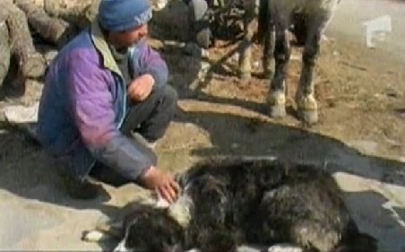 Imagini şocante. 15 câini ai ciobanilor dintr-o comună arădeană au murit în 3 săptămâni, alţii se luptă să supravieţuiască