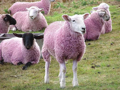 Un cioban din Moldova se laudă cu o turmă de oi roz