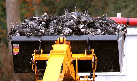 Olanda. Circa 43.000 de curcani vor fi sacrificaţi, după ce autorităţile au descoperit virisul gripei aviare