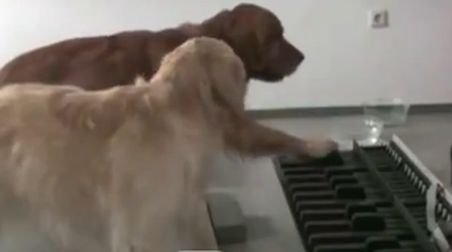Înveseleşte-ţi ziua! Doi câini din rasa Golden Retriever cântă la pian